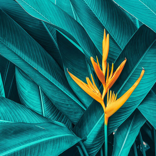 TROPICAL 15