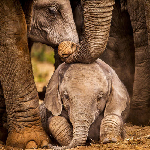 ANIMALS 15