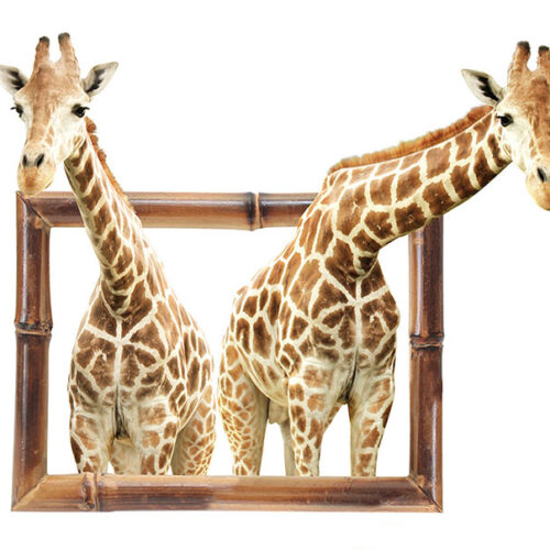 ANIMALS 19