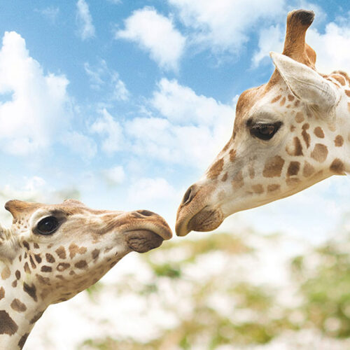 ANIMALS 20