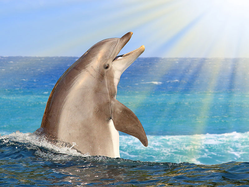 ANIMALS 24