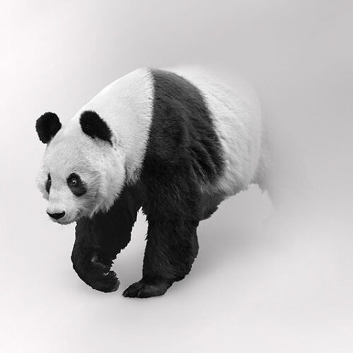 ANIMALS 30