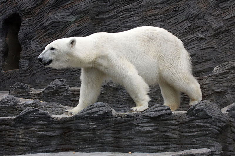 ANIMALS 37