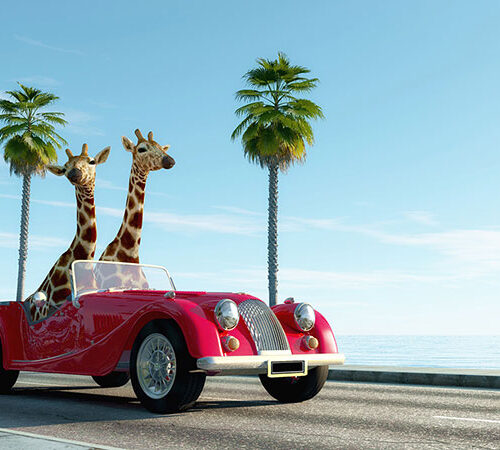 ANIMALS 38